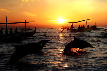BALI DOLPHIN TOUR